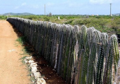 cactus fence.jpg