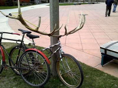 moose handlebars.jpg