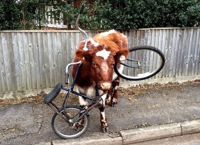 cowbike.jpg