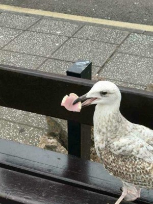 seagull with teeth.jpeg