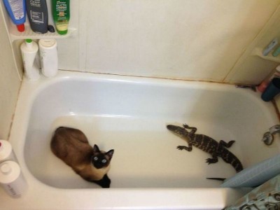 cat & lizzard.jpg