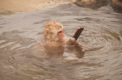 Monkey.png