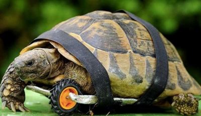 Tortoise.png