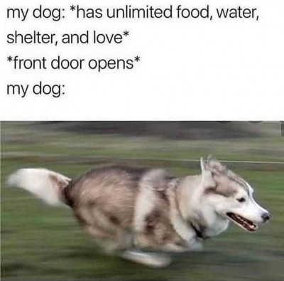 my dog.jpeg