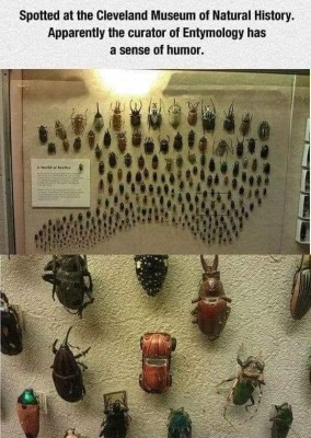 beetle.jpg