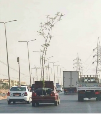 tree in boot of car.png